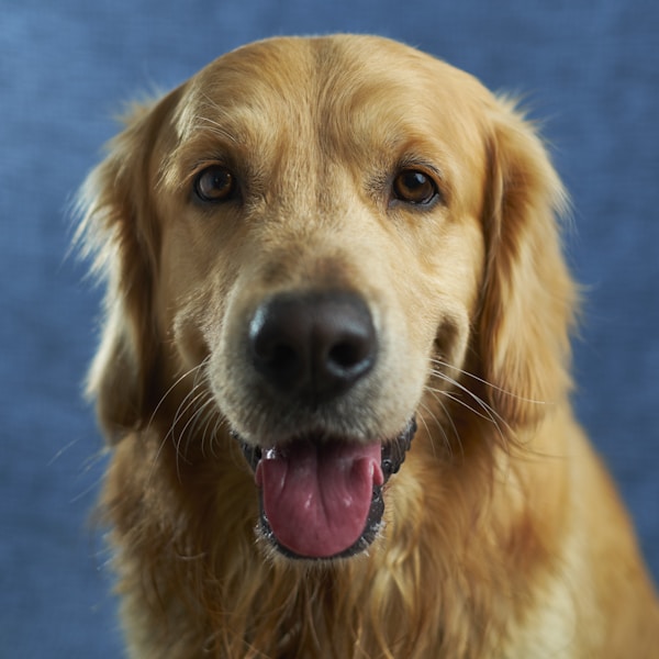 What's inside a Black Hole