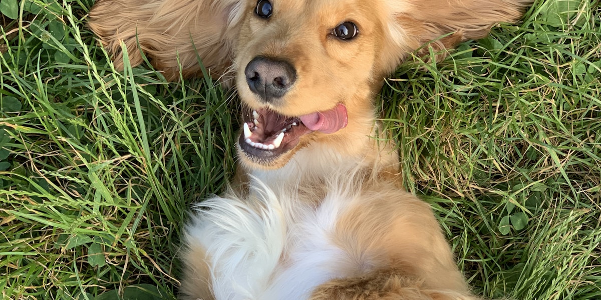 Pawity bemutato video